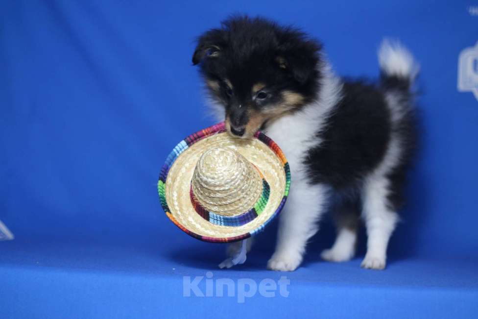 Собаки в Рязани: Щенки шелти. Мальчик, 60 000 руб. - фото 4