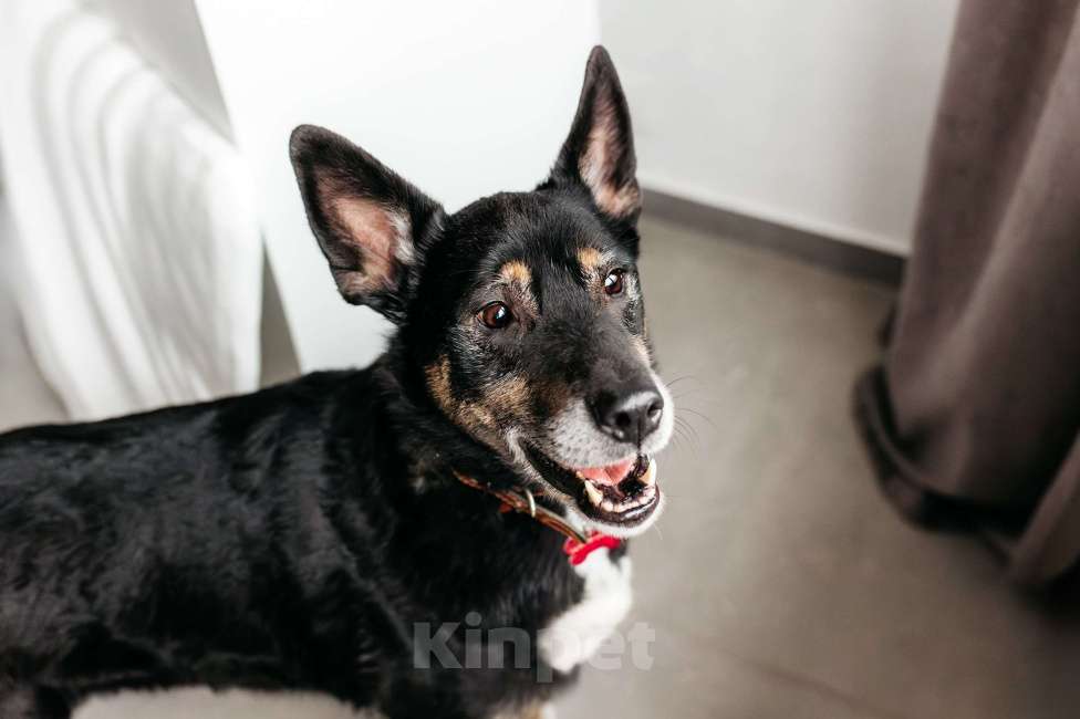 Собаки в Москве: Вега — нежная душа, которая всю свою жизнь провела в приюте Девочка, Бесплатно - фото 10