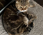 Кошки в Москве: ## Внимание! Срочно ищет дом чудесный котик Ричард!  Мальчик, Бесплатно - фото 2
