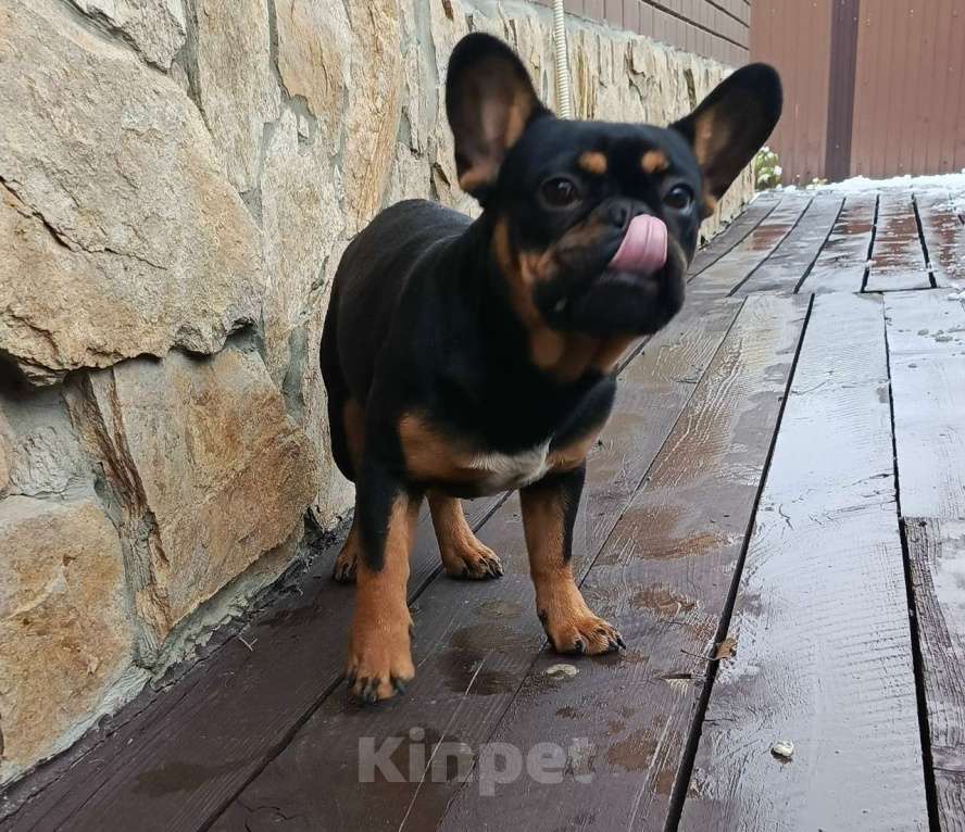 Собаки в Тюмени: французский бульдог мальчик Мальчик, Бесплатно - фото 2