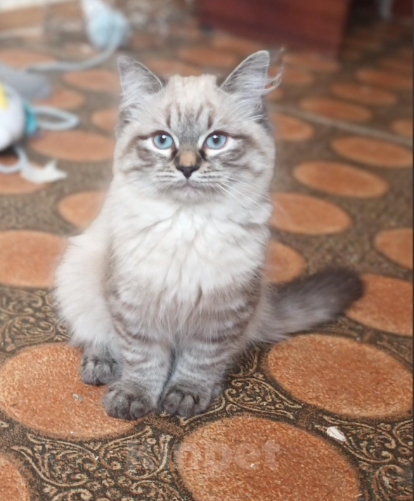 Кошки в Санкт-Петербурге: Невские маскарадные малыши Девочка, 20 000 руб. - фото 4