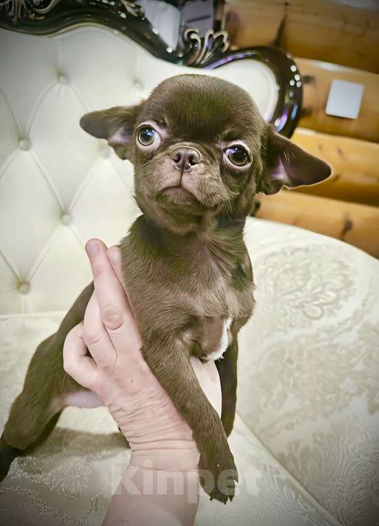 Собаки в Перми: Чихуахуа, щенок Девочка, Бесплатно - фото 3