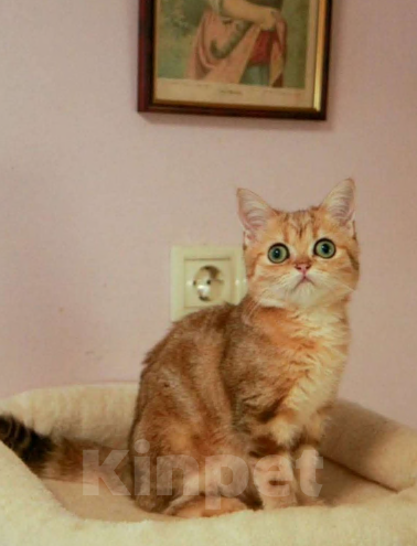 Кошки в Москве: Золотой мальчик Мальчик, 45 000 руб. - фото 3