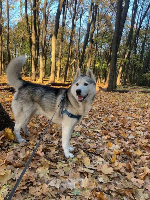 Собаки в Самаре: Отдам в добрые руки хаски  Мальчик, Бесплатно - фото 3