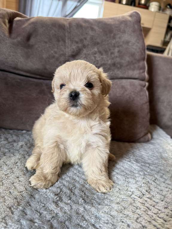 Собаки в Новосибирске: Мальтипу f1 Девочка, 80 000 руб. - фото 3