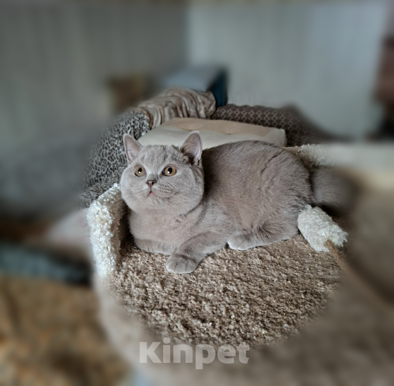 Кошки в Санкт-Петербурге: Британский котенок лилового окраса. Мальчик, Бесплатно - фото 3