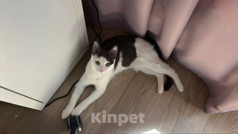 Кошки в Москве: Фру ищет дом и семью! Девочка, Бесплатно - фото 9