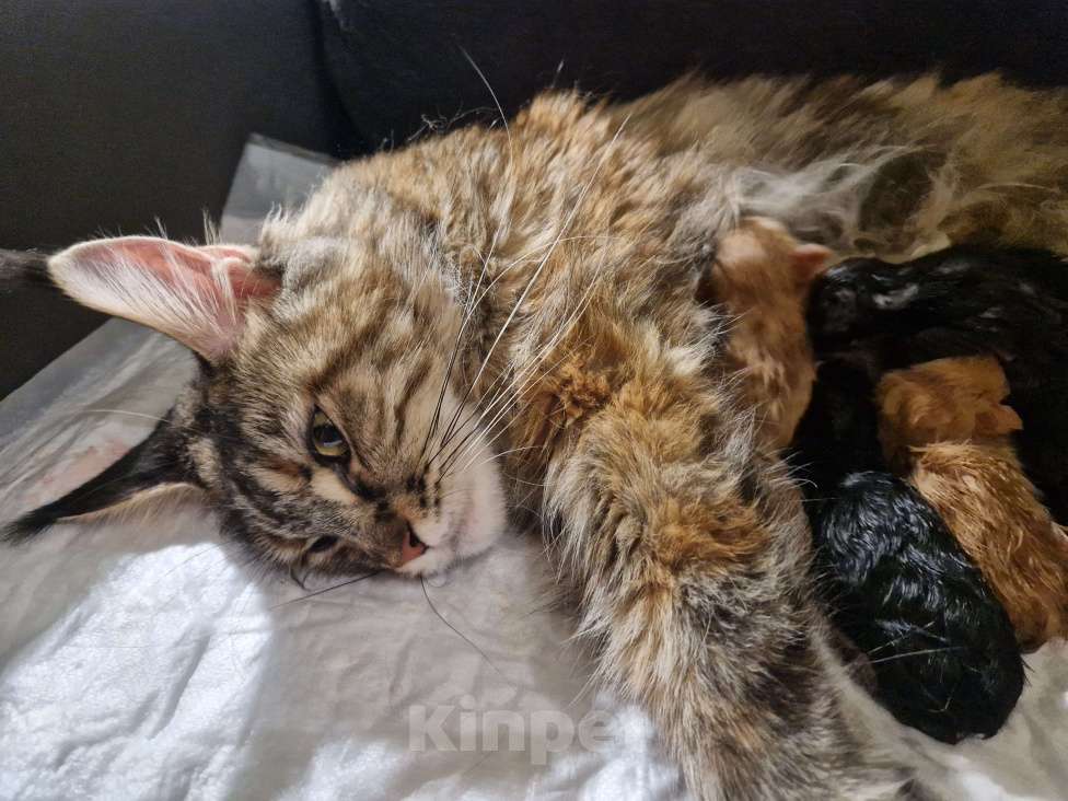 Кошки в Москве: Пресненские котята породы мейн-кун. Ангелина Девочка, 50 000 руб. - фото 6