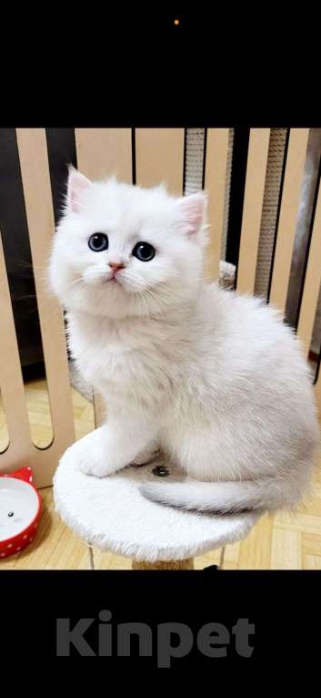 Кошки в Калуге: Серебристая шиншилла  Девочка, 70 000 руб. - фото 6