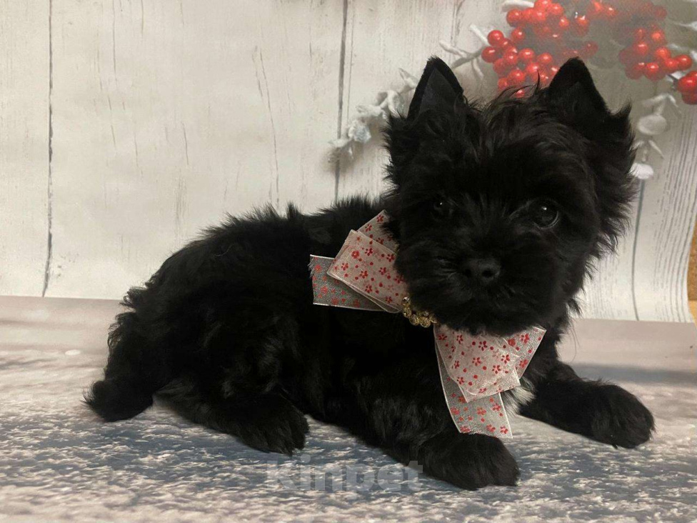 Собаки в Москве: Щенок черного йорка Мальчик, 66 000 руб. - фото 3