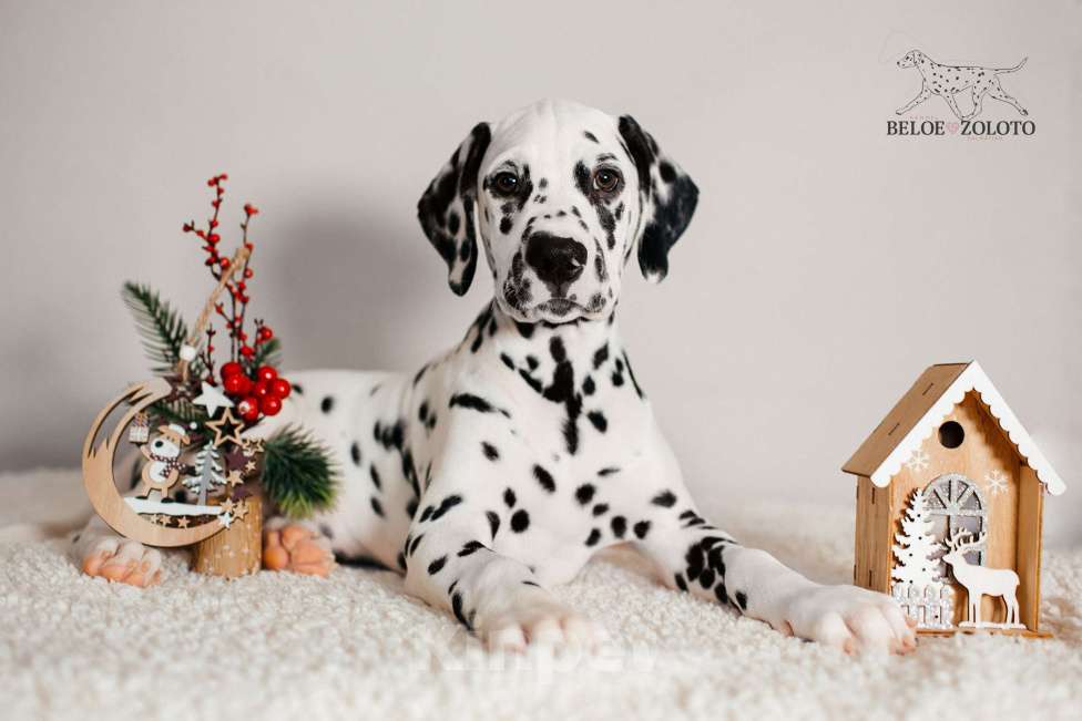 Собаки в Москве: Щенки ДАЛМАТИНА 2,5 месяца Мальчик, 80 000 руб. - фото 2