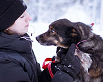 Собаки в Москве: небольшой пёсик ищет дом Мальчик, Бесплатно - фото 6