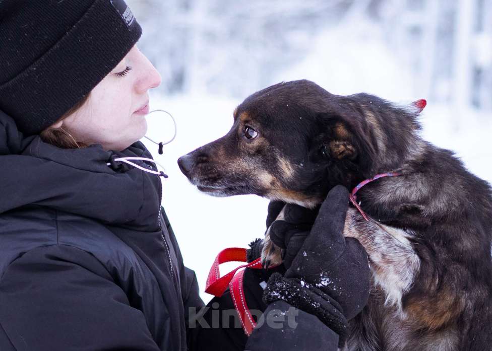 Собаки в Москве: небольшой пёсик ищет дом Мальчик, Бесплатно - фото 6
