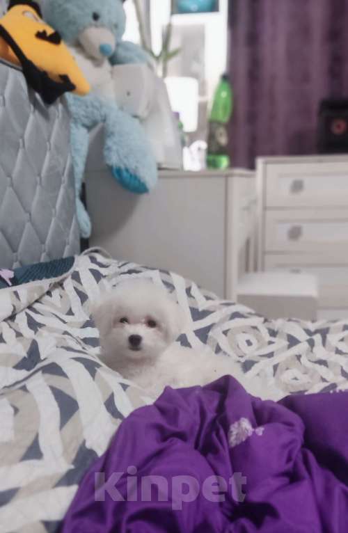 Собаки в Москве: Мини бишон фризе Девочка, 80 000 руб. - фото 3