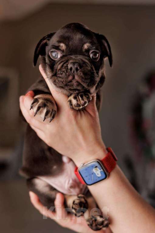 Собаки в Шахте: Французский пирожок   Мальчик, 80 000 руб. - фото 5