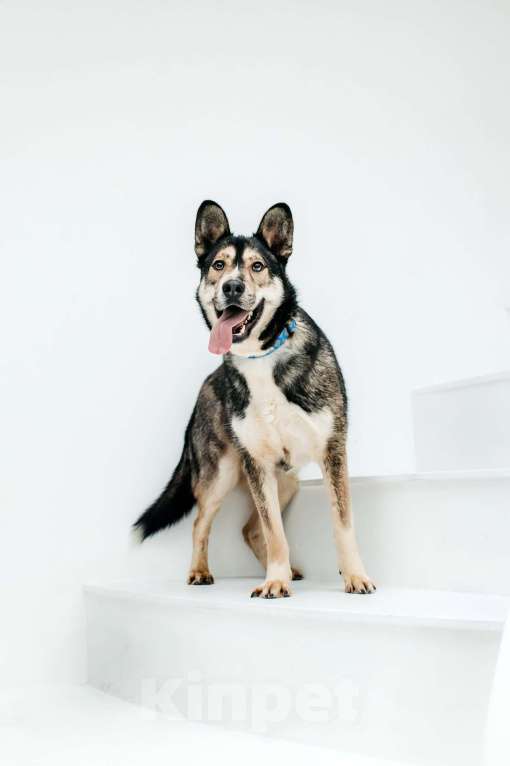 Собаки в Москве: Счастье ищет дом Мальчик, Бесплатно - фото 4