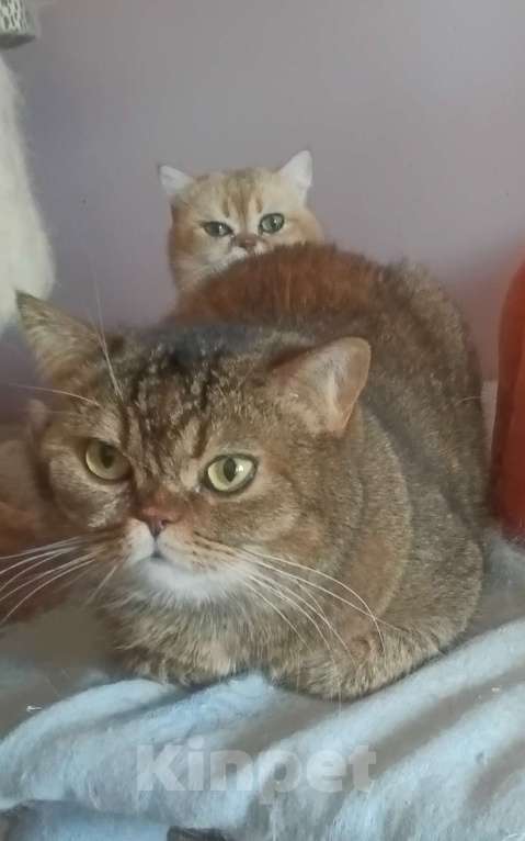 Кошки в Москве: Золотая кошечка Лика Девочка, 10 000 руб. - фото 1