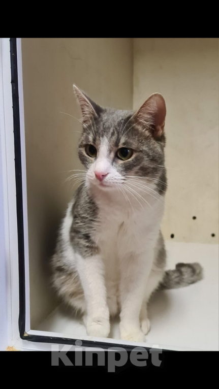 Кошки в Москве: Котик Томас ищет хозяев Мальчик, Бесплатно - фото 2