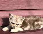 Кошки в Коломне: Шотландские котята  Девочка, 5 000 руб. - фото 1