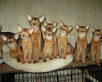 Кошки в Чебоксарах: Абиссинский котенок - котик дикого окраса!, 35 000 руб. - фото 3