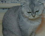 Кошки в Краснодаре: Серебристая шиншила шотландская, 10 000 руб. - фото 3