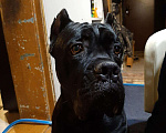Собаки в Первоуральске: ВЯЗКА, 1 руб. - фото 2