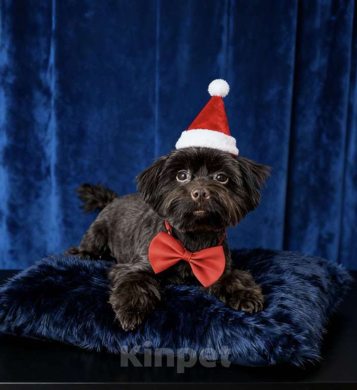 Собаки в Москве: Взрослый йорк крупная девочка горький шоколад Девочка, 45 000 руб. - фото 6