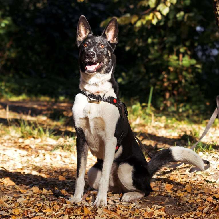 Собаки в Павловском Посаде: Ричик ищет дом Мальчик, Бесплатно - фото 2