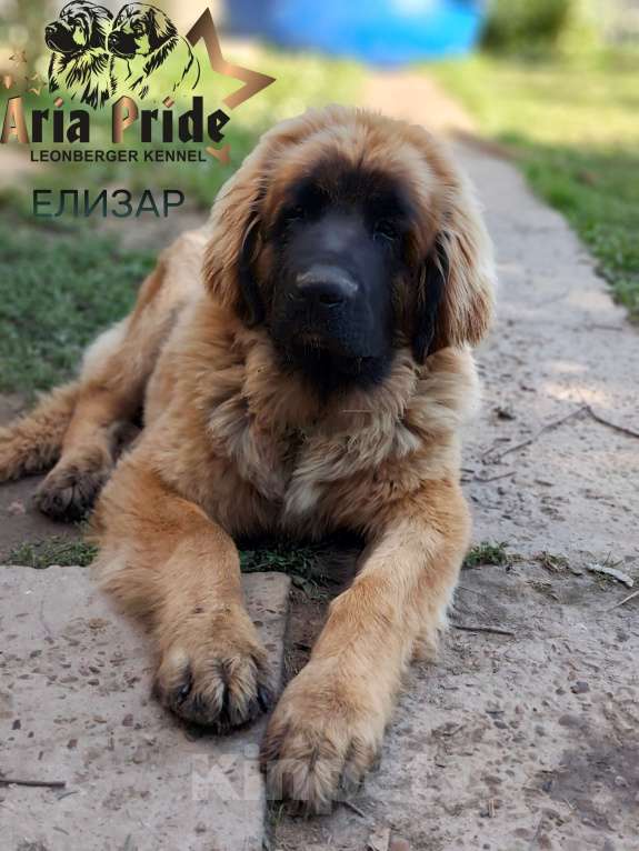 Собаки в других городах Московской области: Ария Прайд Елизар Мальчик, 160 000 руб. - фото 2