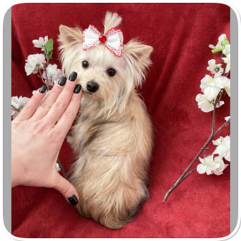 Мини йорк девочка золотая подрощенная