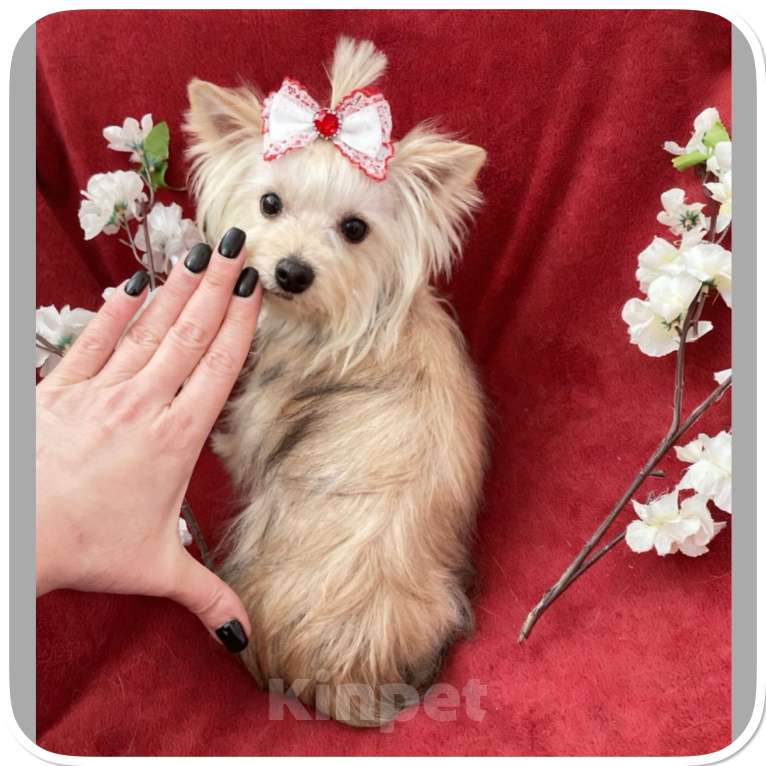 Собаки в Москве: Мини йорк девочка золотая подрощенная Девочка, 80 000 руб. - фото 1