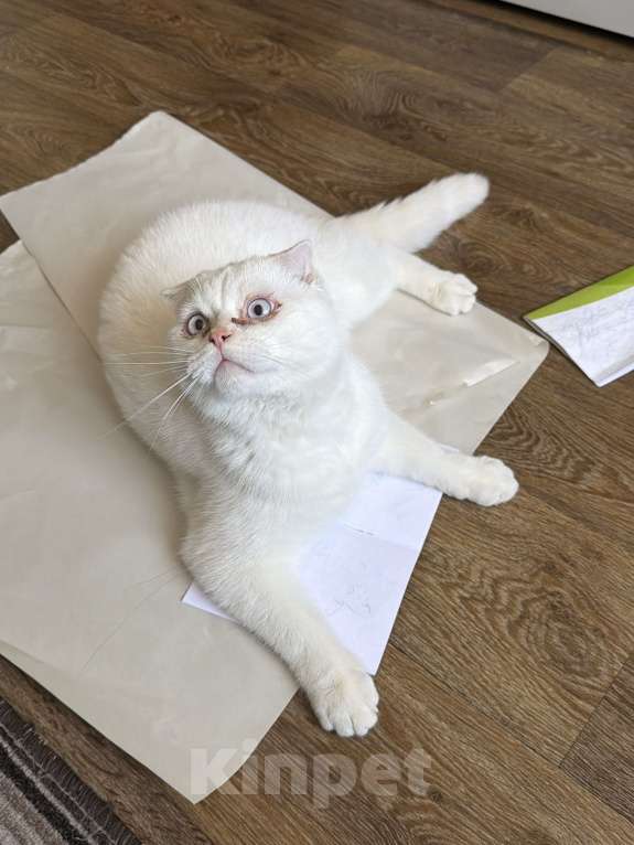 Кошки в Санкт-Петербурге: Кот в добрые руки Мальчик, Бесплатно - фото 4
