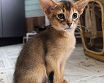 Кошки в других городах Московской области: Абиссинский котик  Мальчик, 75 000 руб. - фото 5