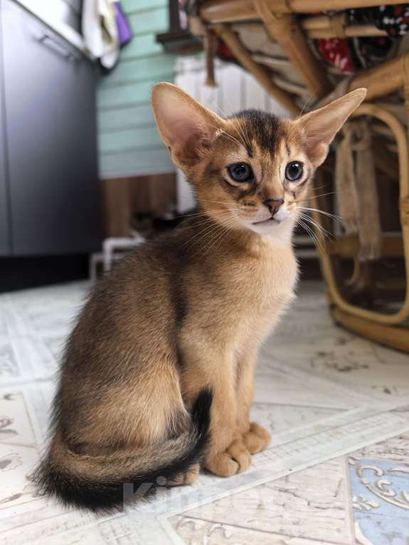 Кошки в других городах Московской области: Абиссинский котик  Мальчик, 75 000 руб. - фото 5