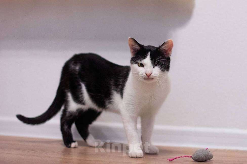 Кошки в Балашихе: Каспер, одноглазый котенок Мальчик, Бесплатно - фото 2