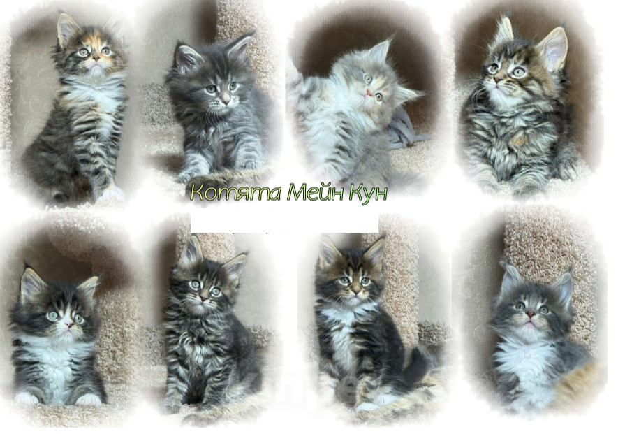 Кошки в Новосибирске: Котята породы Мейкун  Мальчик, Бесплатно - фото 1