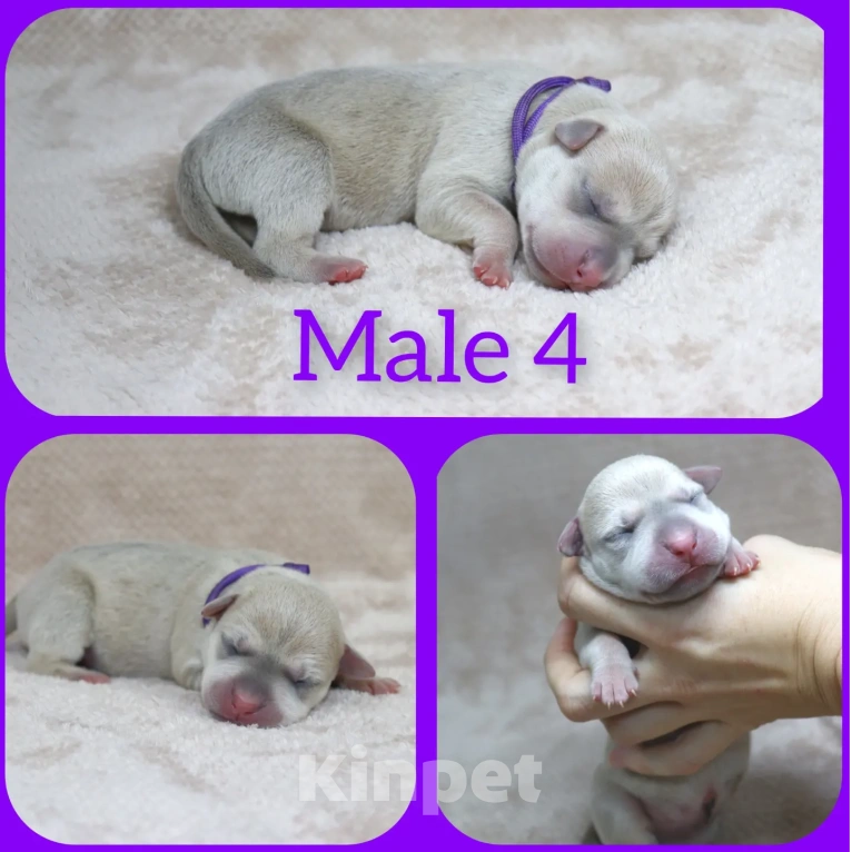 Собаки в Москве: Щенки американского питбуль терьера Мальчик, 70 000 руб. - фото 6