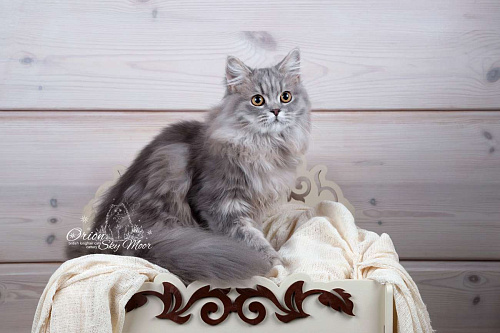 Объявление: Шикарный британский длинношерстный котик, Бесплатно, Санкт-Петербург