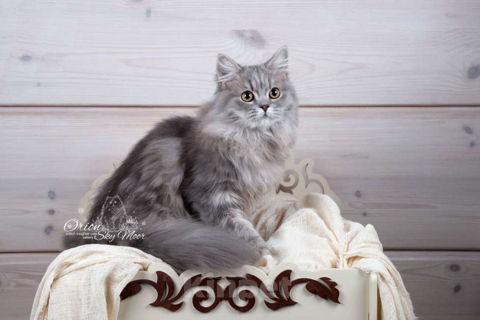Кошки в Санкт-Петербурге: Шикарный британский длинношерстный котик Мальчик, Бесплатно - фото 1