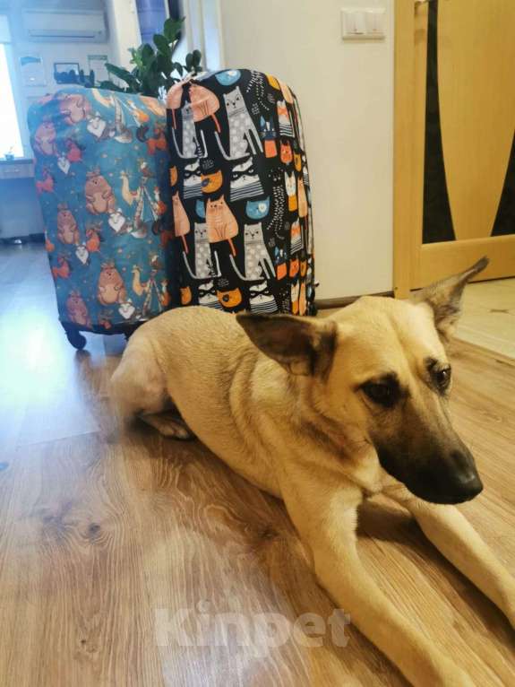 Собаки в других городах Московской области: Собака в добрые руки Девочка, Бесплатно - фото 4