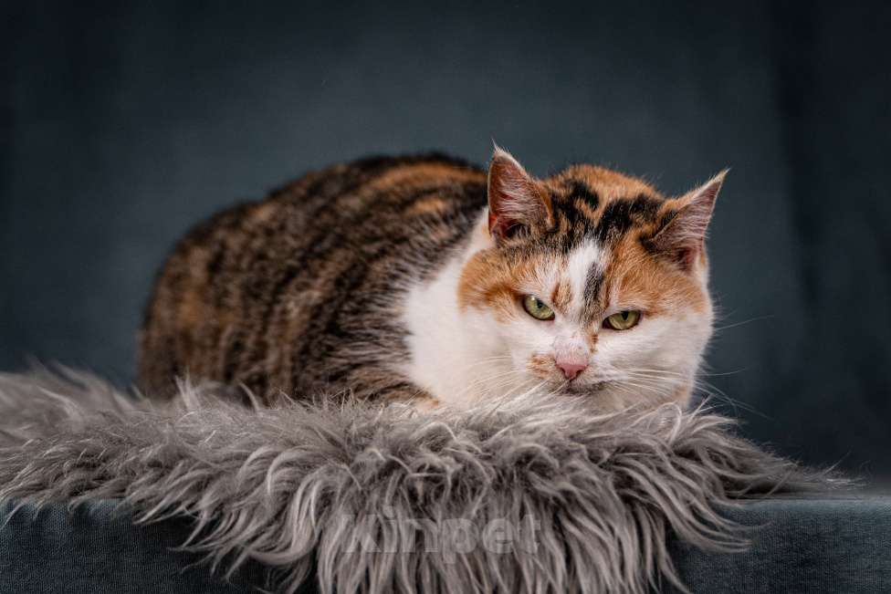 Кошки в Клине: Ириска — просто замечательная кошечка Девочка, Бесплатно - фото 3