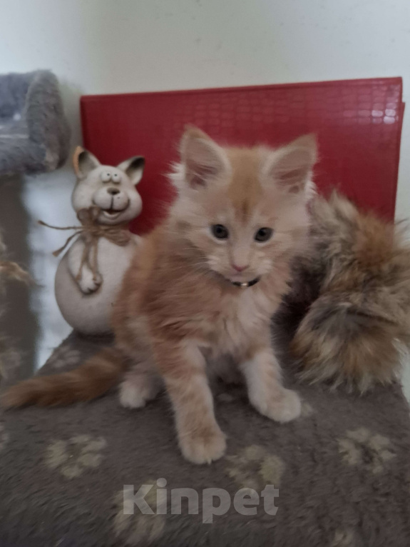 Кошки в Москве: Подарок к 8 марта. Девочка, 25 000 руб. - фото 8