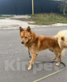 Собаки в Воронеже: Щенки карело-финской лайки помесные Девочка, Бесплатно - фото 3