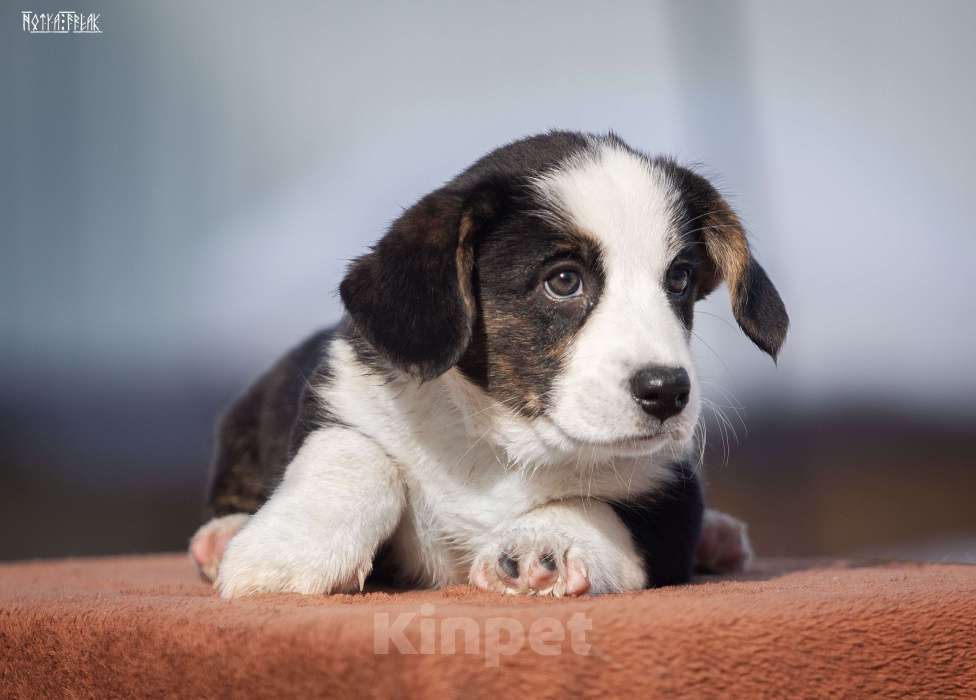 Собаки в Москве: Девочка корги Девочка, Бесплатно - фото 4