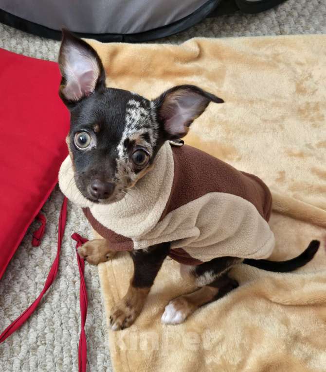 Собаки в Владимире: Щенок русского той-терьера (девочка) Девочка, 25 000 руб. - фото 3