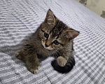 Кошки в Москве: Котёнок 2 месяца Мальчик, Бесплатно - фото 2