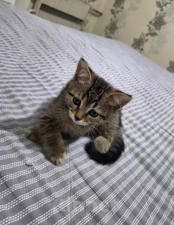 Кошки в Москве: Котёнок 2 месяца Мальчик, Бесплатно - фото 2