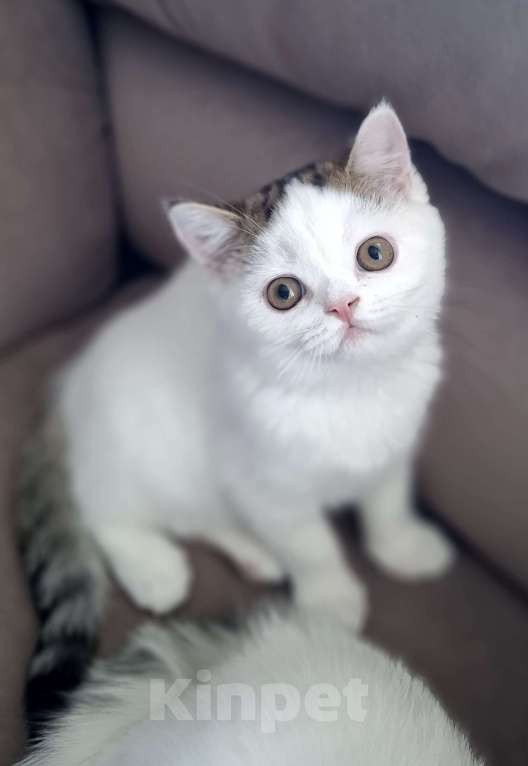 Кошки в Ярославле: Шотландский короткошерстный котенок Мальчик, 25 000 руб. - фото 3