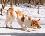 Собаки в Москве: Ищет дом рыже-беленькая красотка и умняша - Цири! Девочка, Бесплатно - фото 9