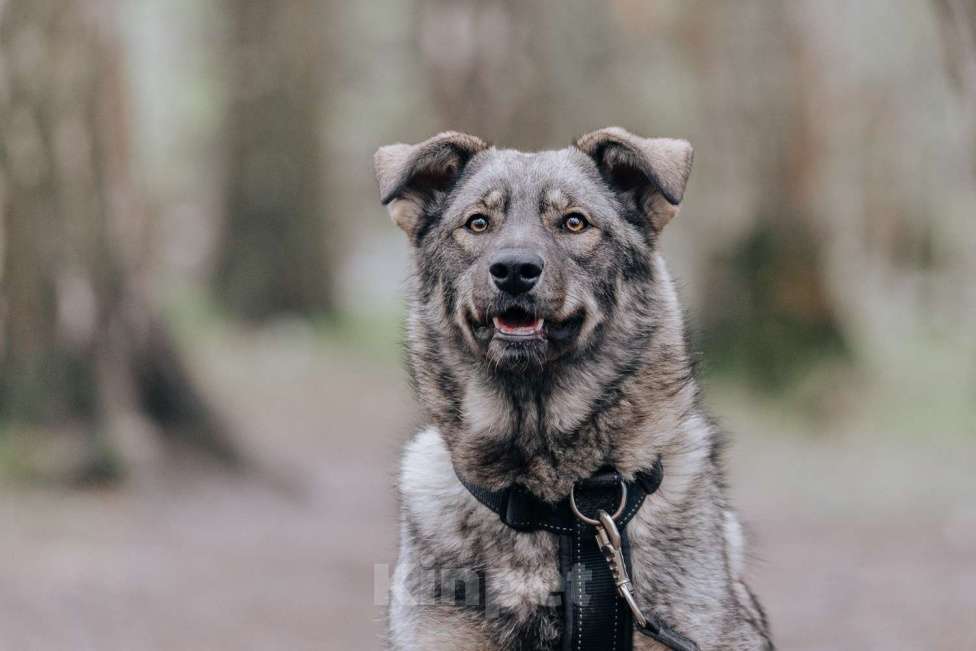 Собаки в Москве: Джови Девочка, Бесплатно - фото 4